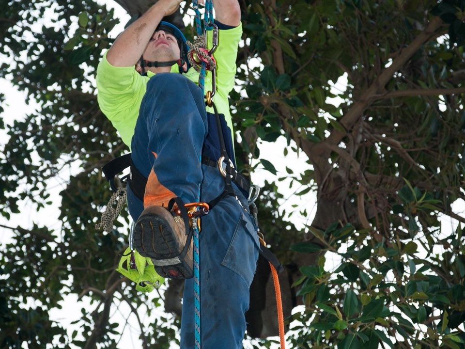 Qualified arborist working in a mature tree during a property survey in East Renfrewshire