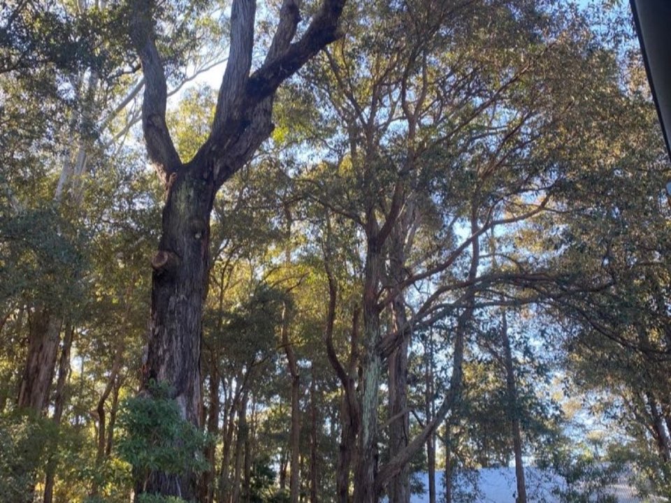 Mature trees in a East Renfrewshire parkland setting due for routine re-inspection